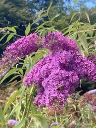 Buddleja davidii 'Dartmoor'