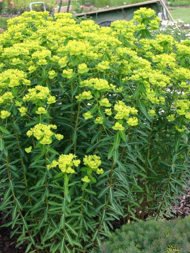 Euphorbia cornigera