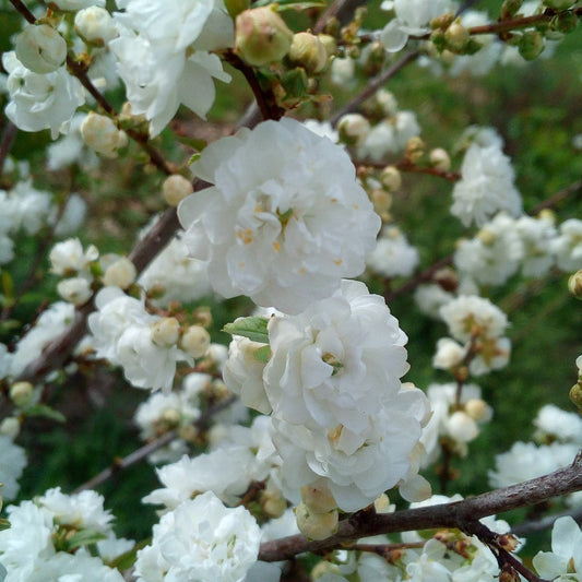 Prunus glandulosa 'Alba Plena'