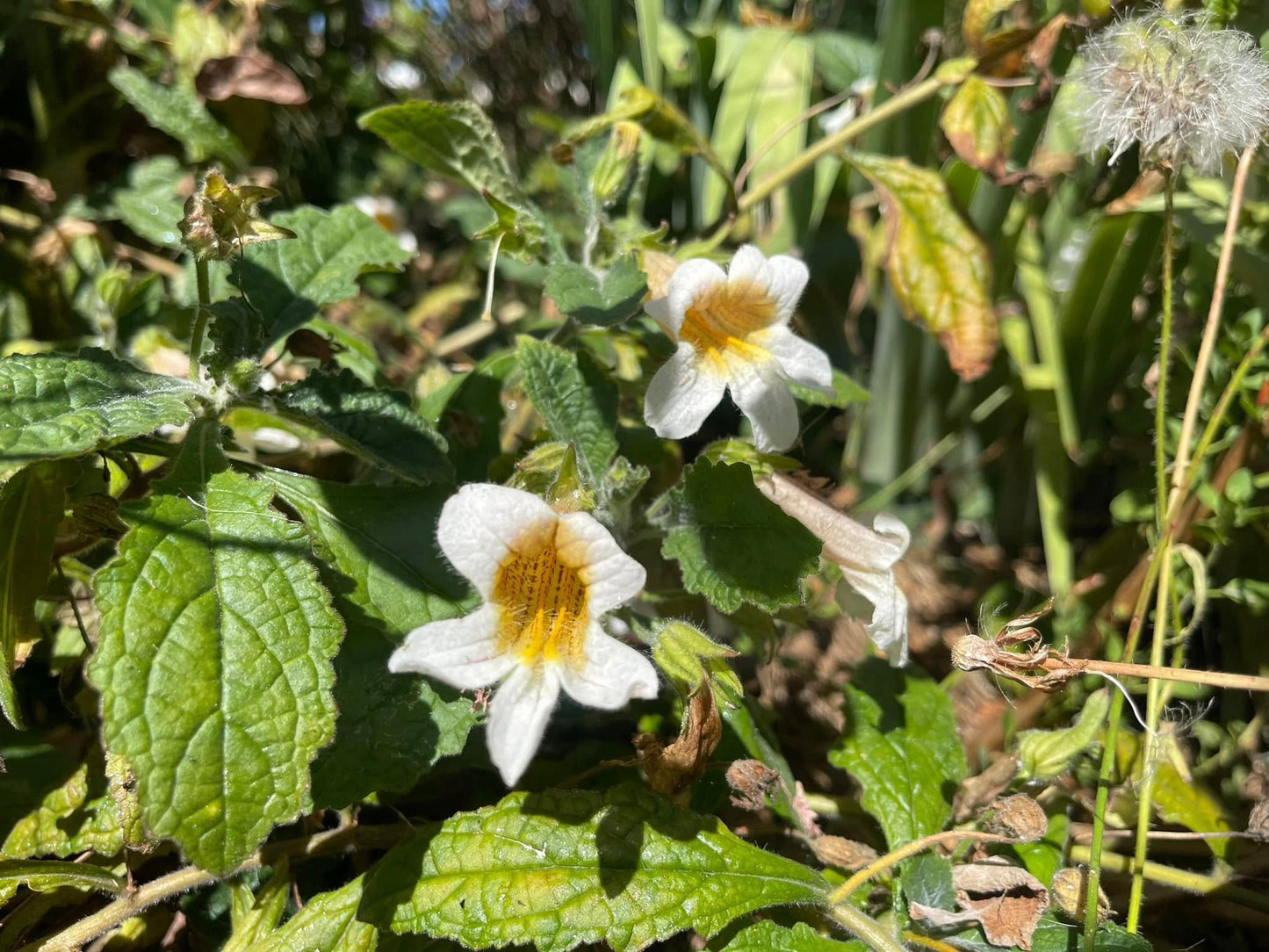 Rehmannia elata White