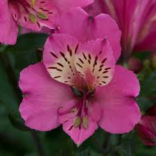 Alstroemeria 'Summer Saint'