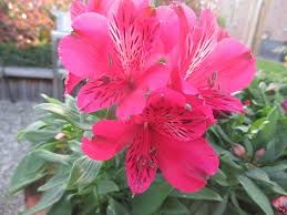 Alstroemeria 'Inca Lolly'