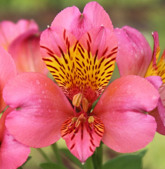 Alstroemeria 'Inca Candy'