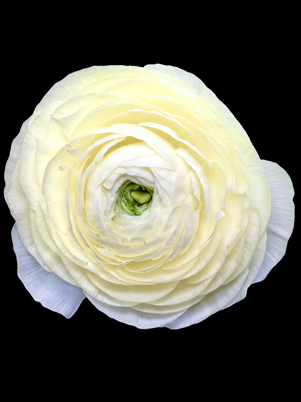 Italian Ranunculus Fabio Crema