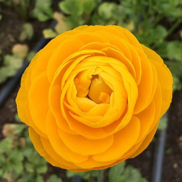 Italian Ranunculus Fabio Giallo